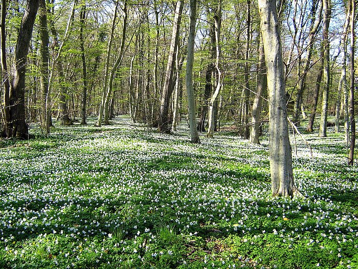 Wald in Dänemark