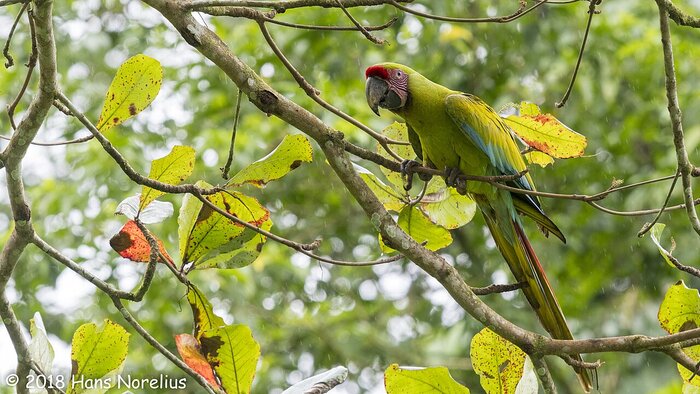 Großer Grüner Ara in Costa Rica Costa Rica: Papageien