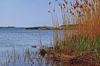 Schilf am Greifswalder Bodden