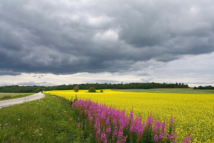 Wolken über Raps