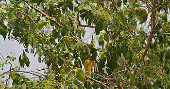 Zahnbürstenbaum in Mali