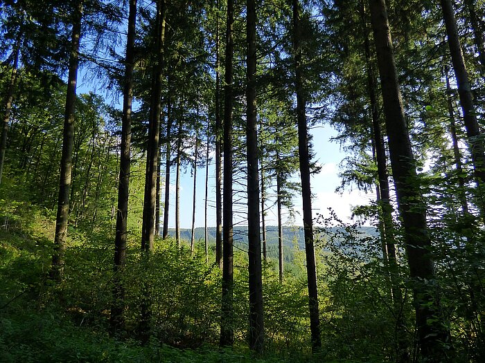 Wald in Luxemburg