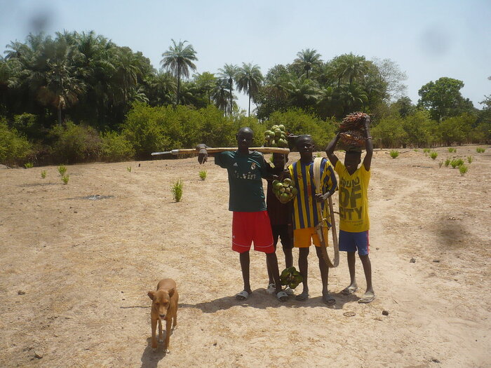 Palmfruchtsammler im Senegal