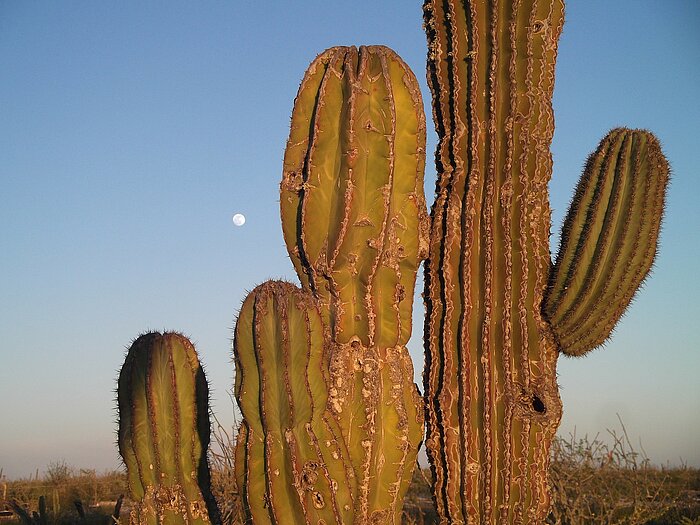 Kakteen mit Mond in Mexiko