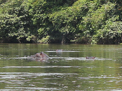 Sierra Leone Tiere