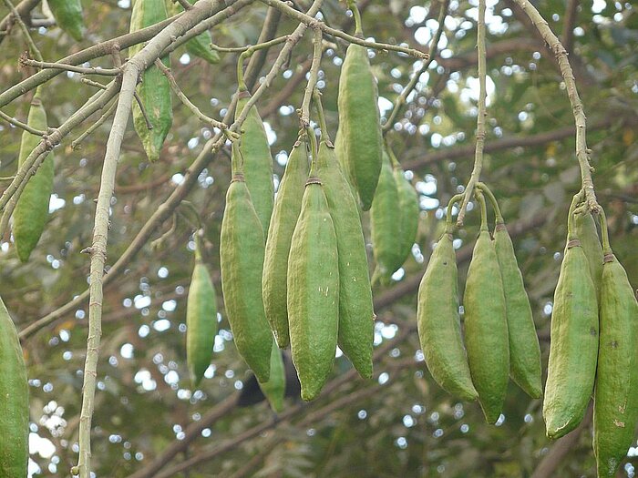 Früchte am Kapokbaum
