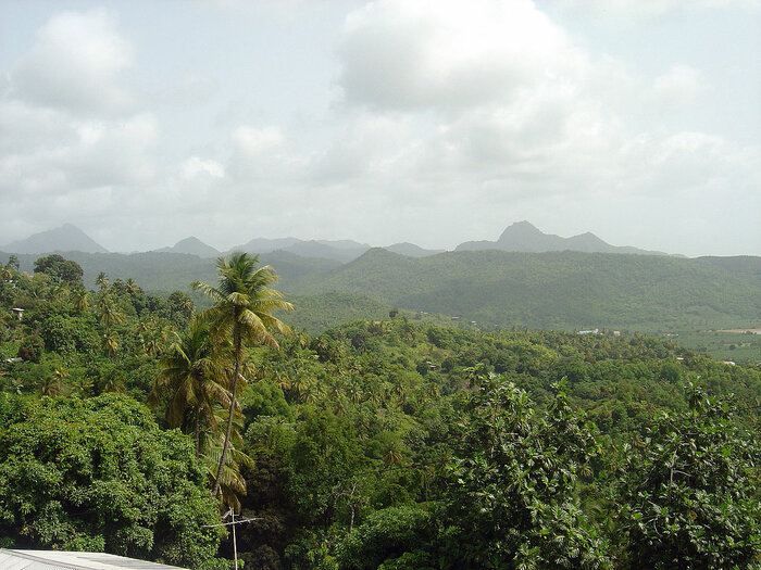 Wald in St. Lucia