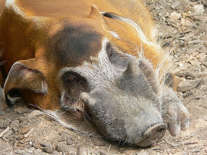 Pinselohrschwein