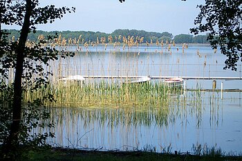 Maräne Arendsee