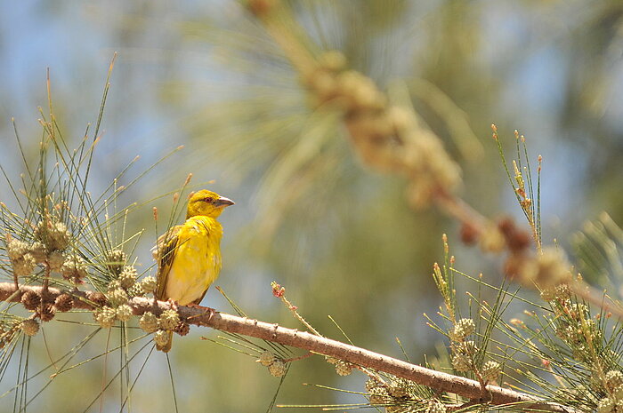 Webervogel-Weibchen im Senegal