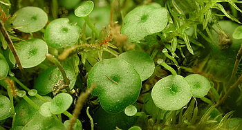 Wasserschlauchart Utricularia pubescens