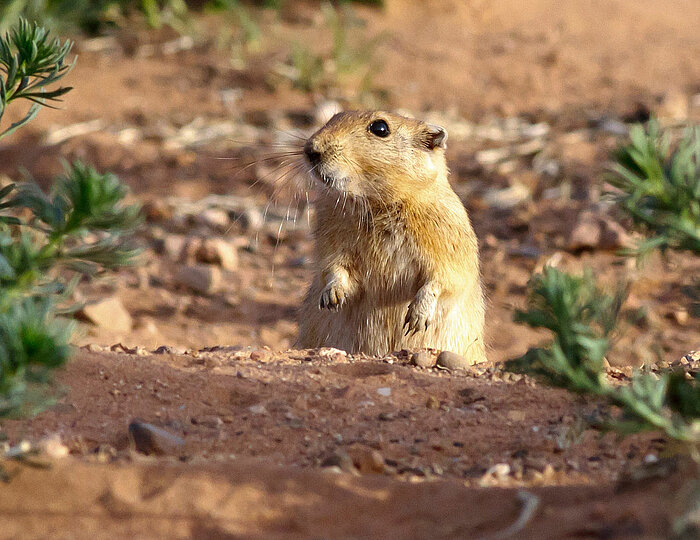 Fette Sandratte in Marokko