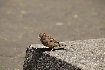 Berlin Vögel