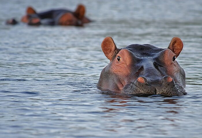 Flusspferd im Wasser