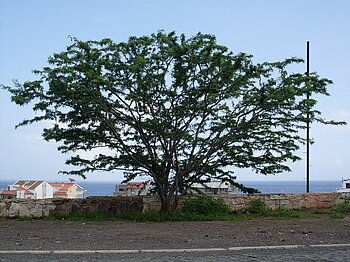 Akazie in Praia