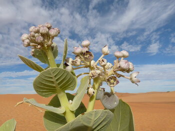 Oscher in Adrar, Mauretanien
