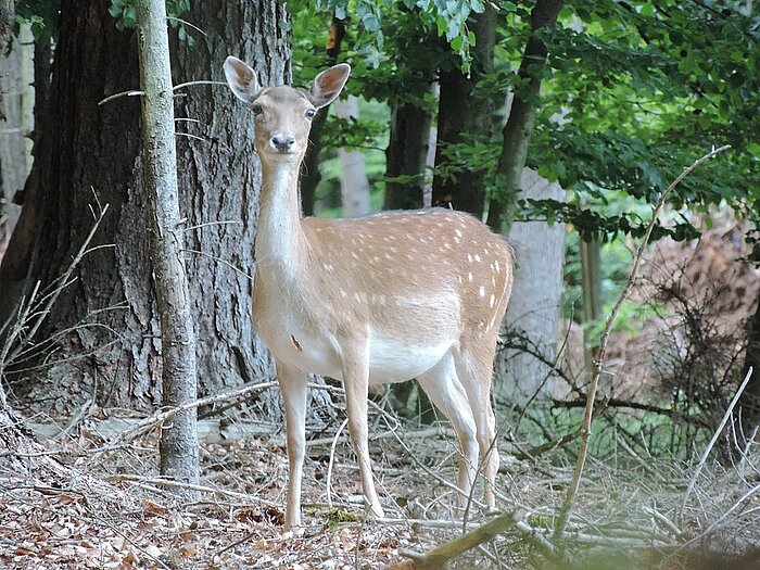 Damhirsch auf Rügen