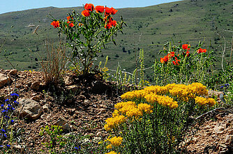 Blumen in der Türkei