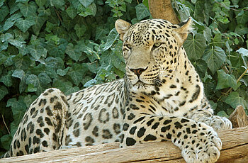 Tiere im Kaukasus: Kaukasusleopard
