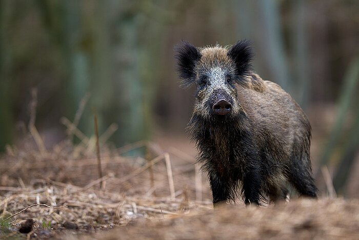 Wildschwein im Nationalpark Vorpommersche Boddenlandschaft