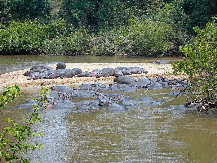 Flusspferde an der Grenze zu Uganda