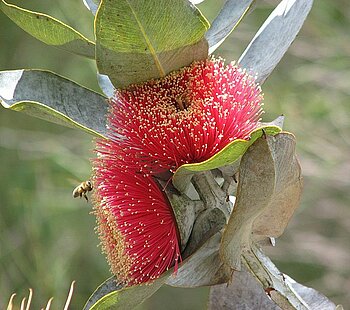 Blüte, Eukalyptusbaum