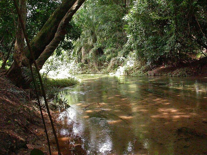 Forêt Classée du Kou in Burkina Faso