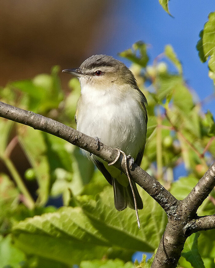 Rotaugenvireo