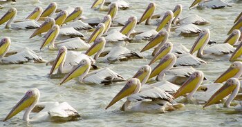 Pelikane im Senegal
