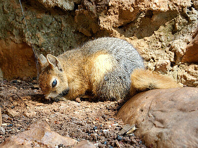 Tiere in Georgien