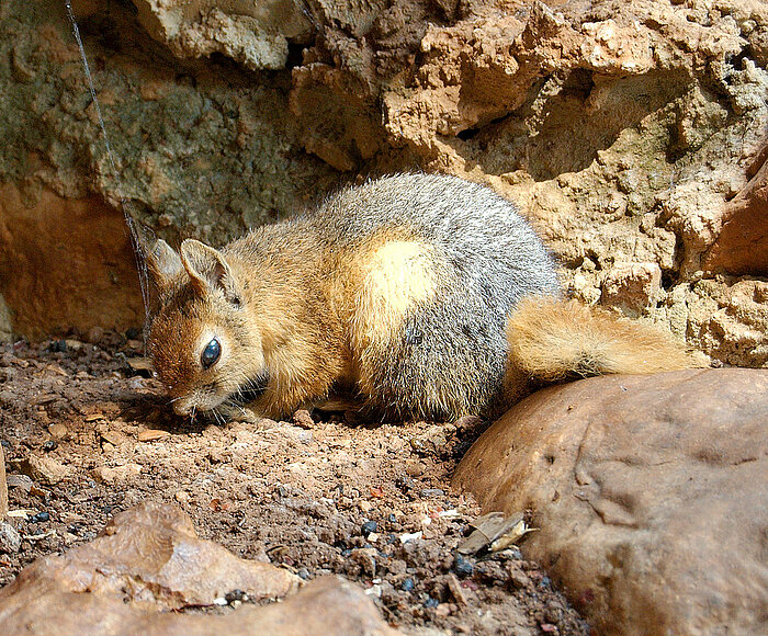 Kaukasisches Eichhörnchen