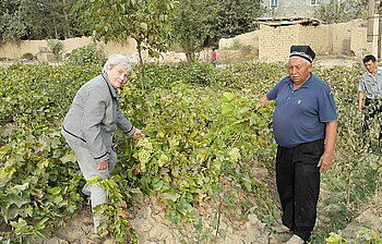 Anbau von Weintrauben in Usbekistan