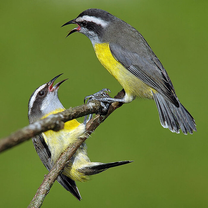 Zuckervogel Bananaquit