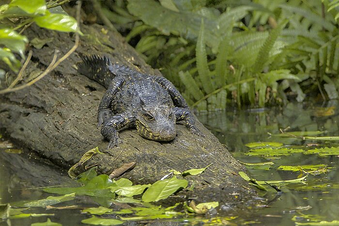 Stumpfkrokodil (Osteolaemus tetraspis) im Ankasa-Naturschutzgebiet, Ghana