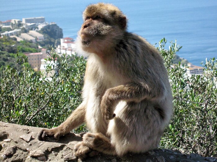 Gibraltar Affen