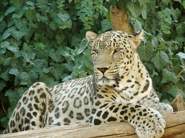 Kaukasusleopard