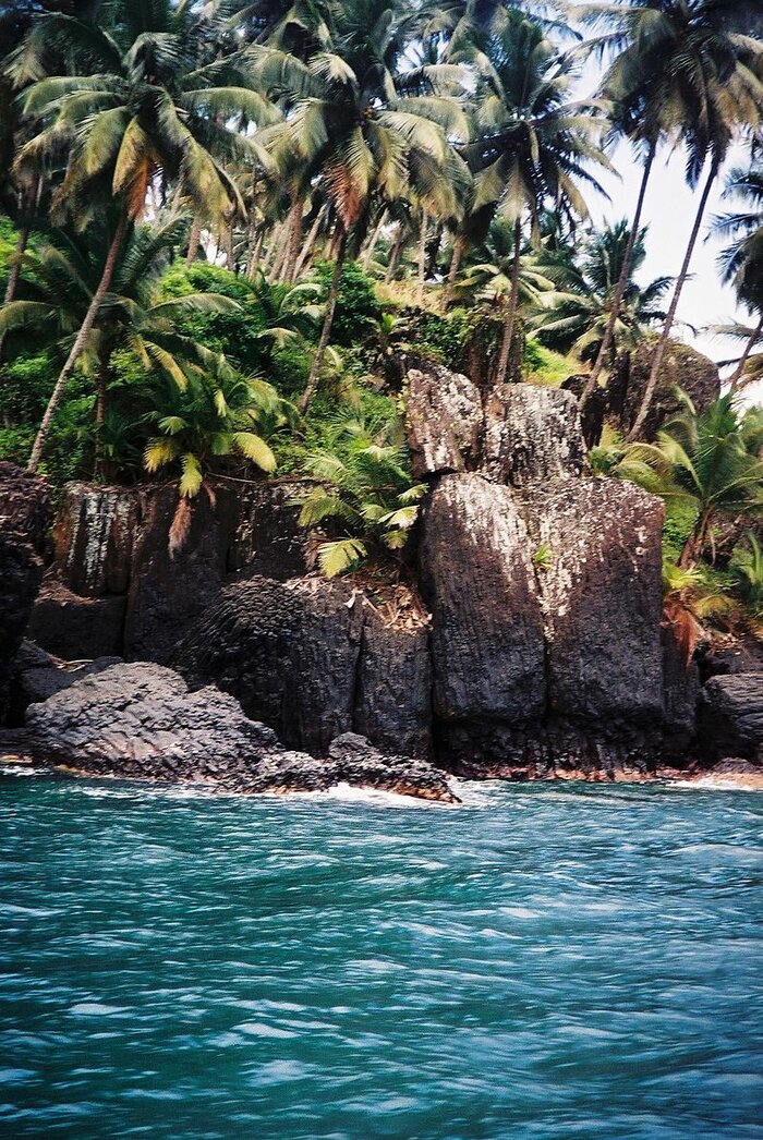 Palmen auf São Tomé