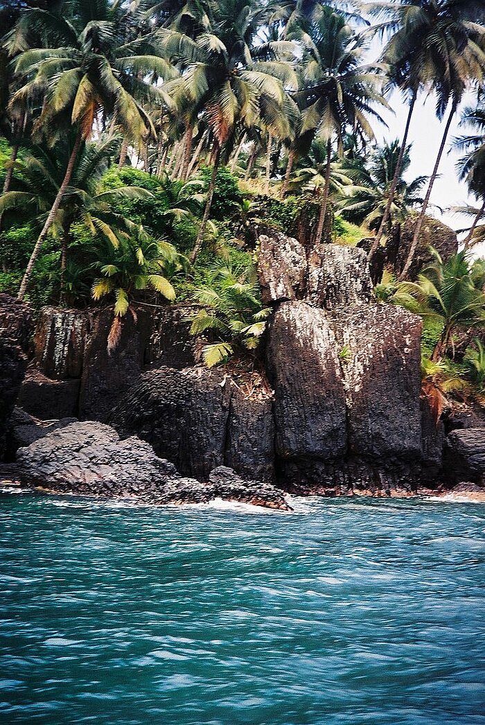 Palmen auf São Tomé