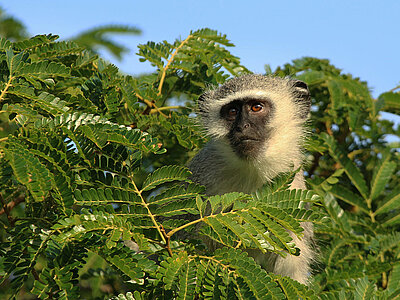 St. Kitts und Nevis Natur