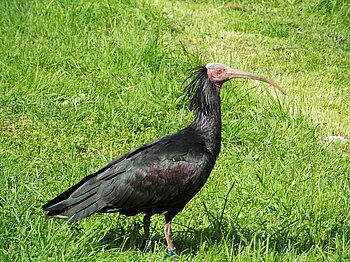 Waldrapp