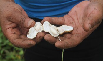 Mexikanische Lebensmittel: Frische Erdnüsse Frische Erdnüsse