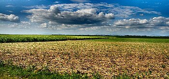 Plantage in der Dominikanischen Republik