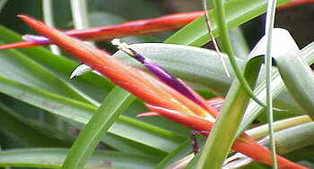 Honduras Pflanzen Bromelie in Honduras