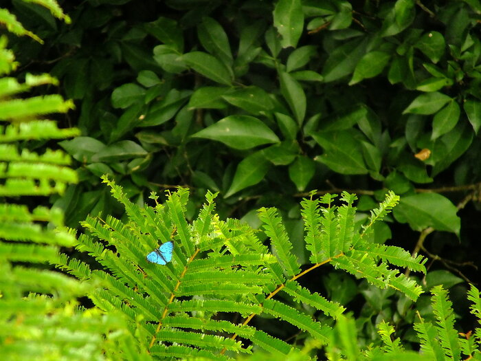 Blauer Schmetterling im Regenwald von Ghana
