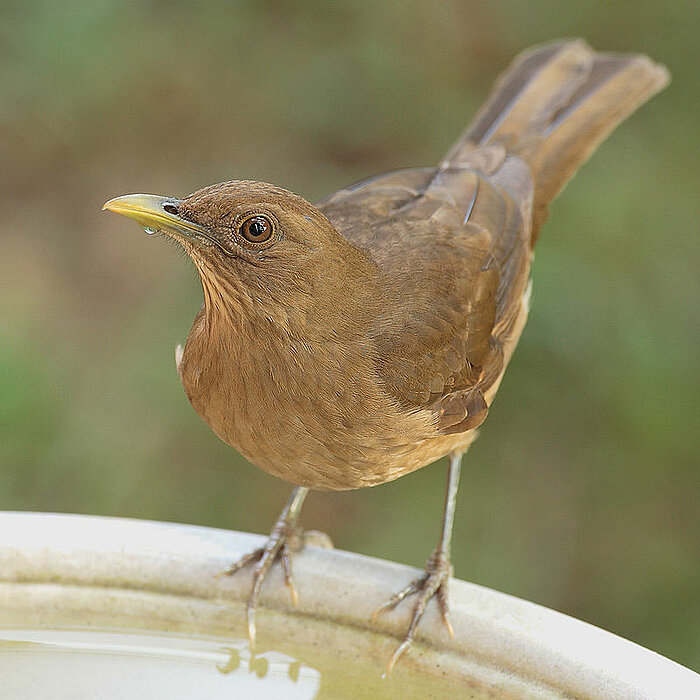 Gilbdrossel Yigüirro