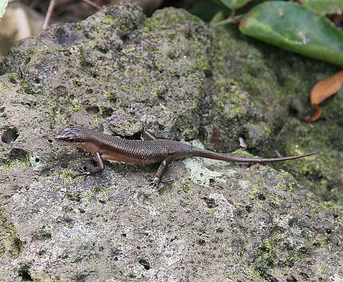 Trachylepis polytropis auf Bioko