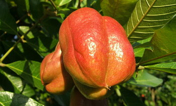 Akee-Frucht