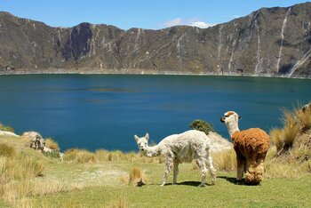 Tiere Ecuador
