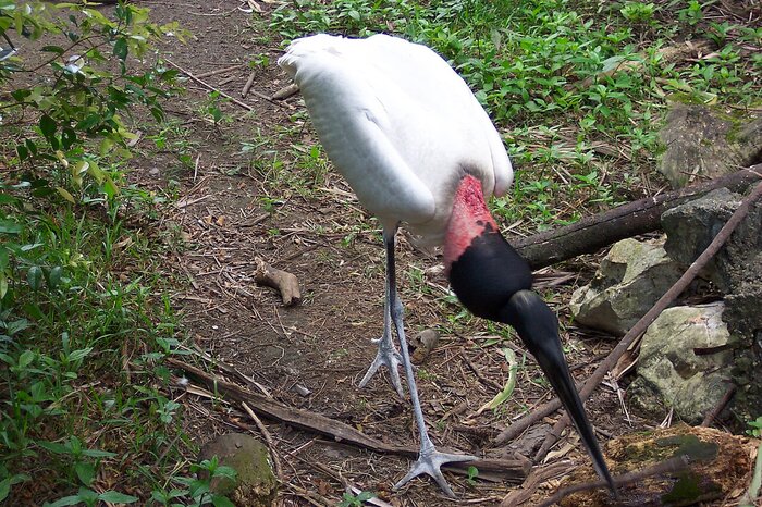 Jabiru im Zoo von Belize Belize Zoo