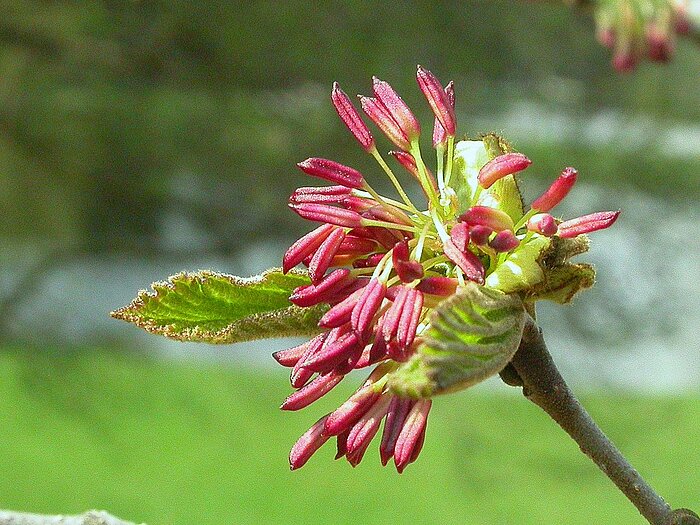 Blüte vom Eisenholzbaum